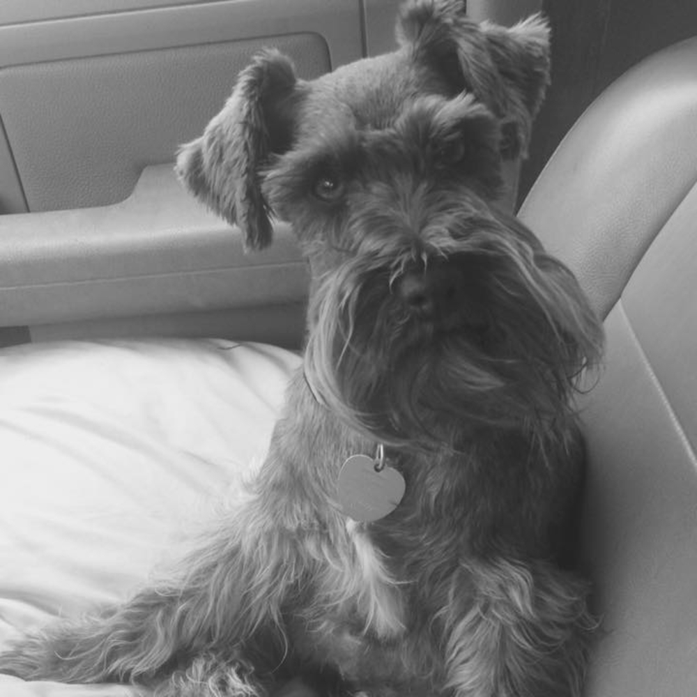 Meet your Posher, Laurie